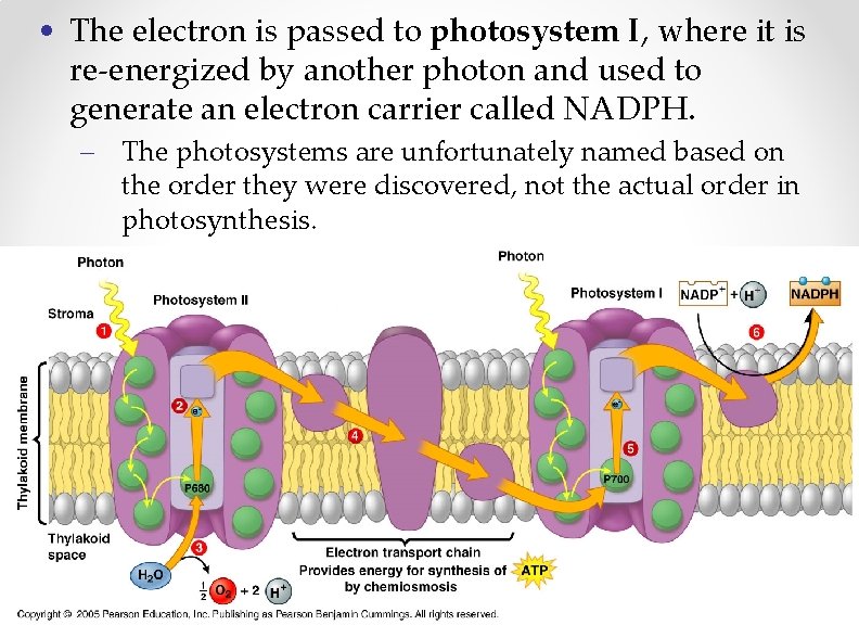  • The electron is passed to photosystem I, where it is re-energized by