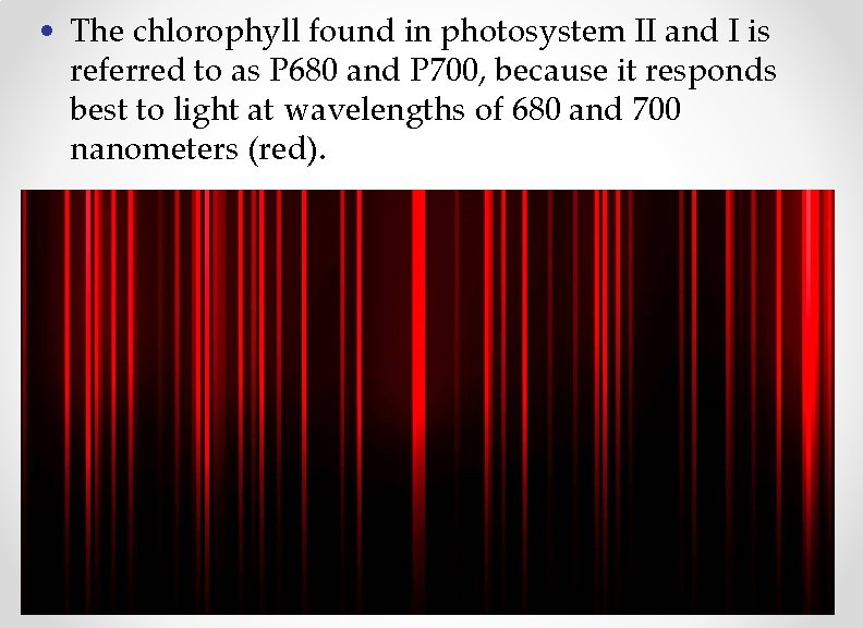  • The chlorophyll found in photosystem II and I is referred to as