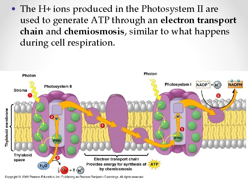  • The H+ ions produced in the Photosystem II are used to generate