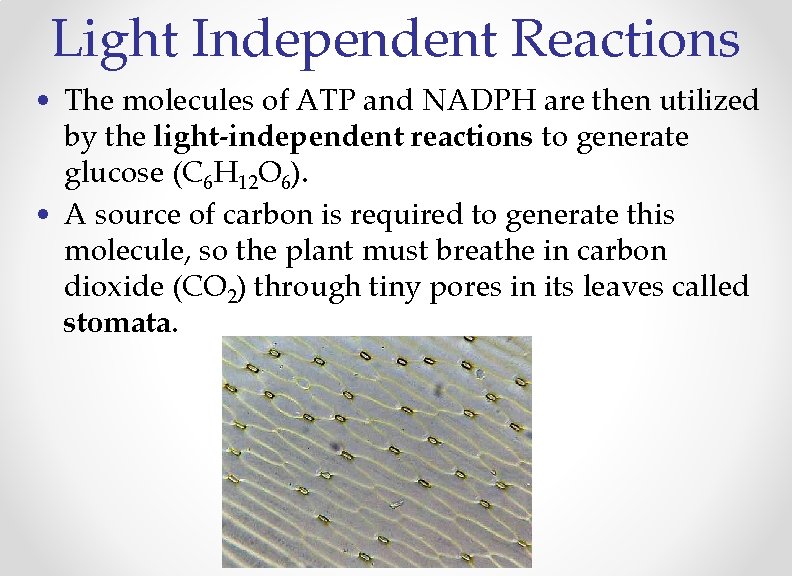 Light Independent Reactions • The molecules of ATP and NADPH are then utilized by