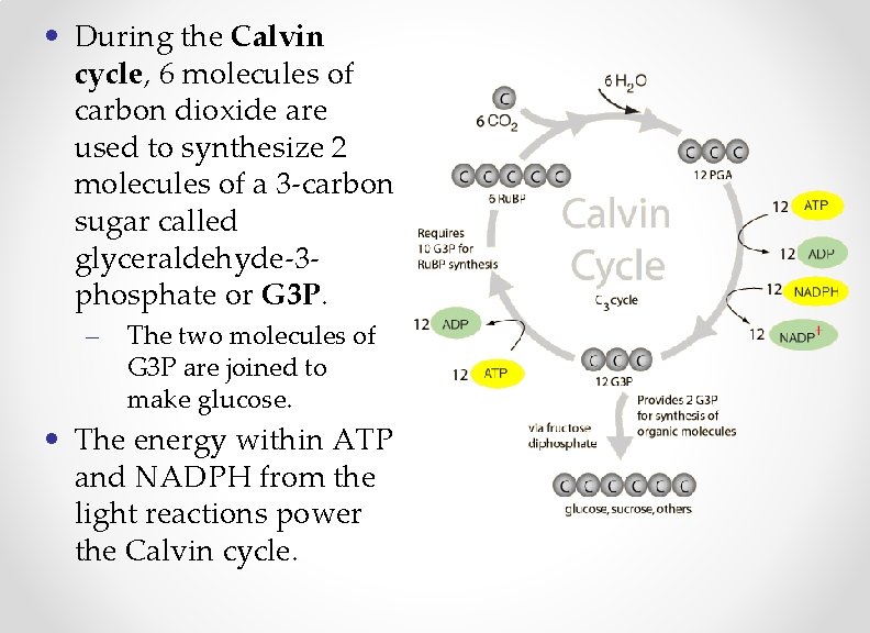  • During the Calvin cycle, 6 molecules of carbon dioxide are used to