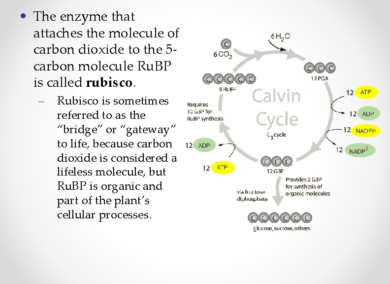  • The enzyme that attaches the molecule of carbon dioxide to the 5