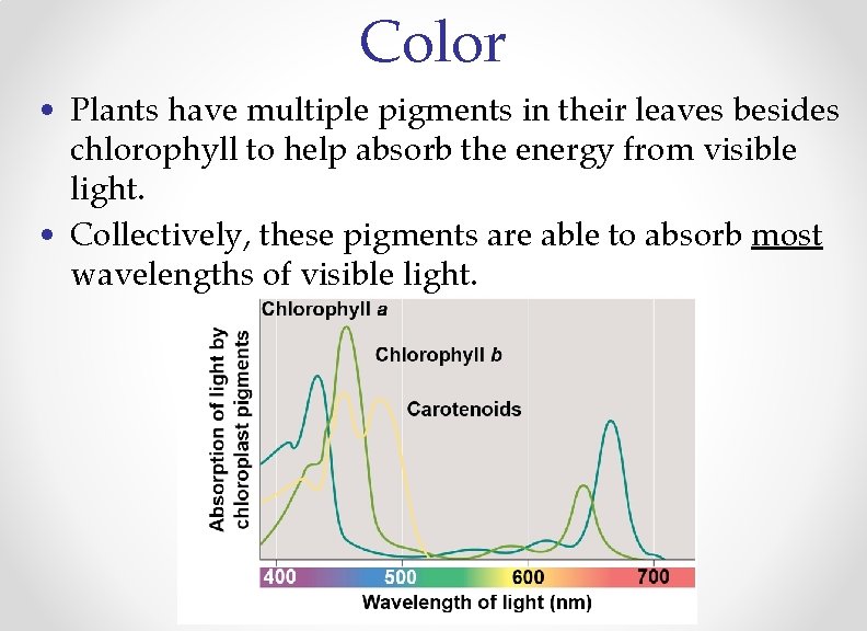 Color • Plants have multiple pigments in their leaves besides chlorophyll to help absorb