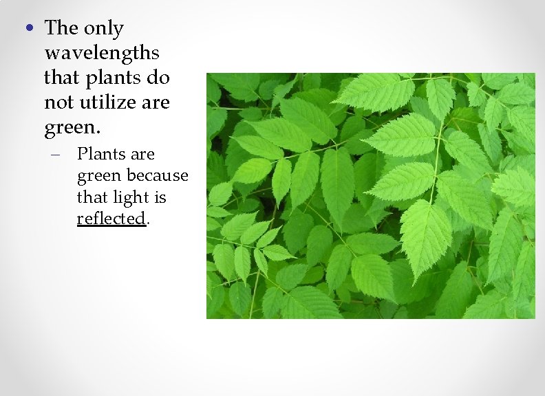  • The only wavelengths that plants do not utilize are green. – Plants