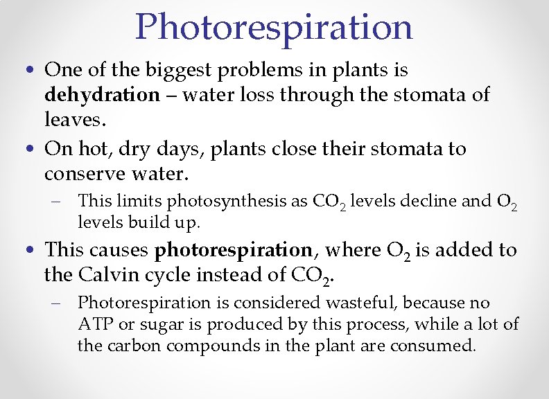 Photorespiration • One of the biggest problems in plants is dehydration – water loss
