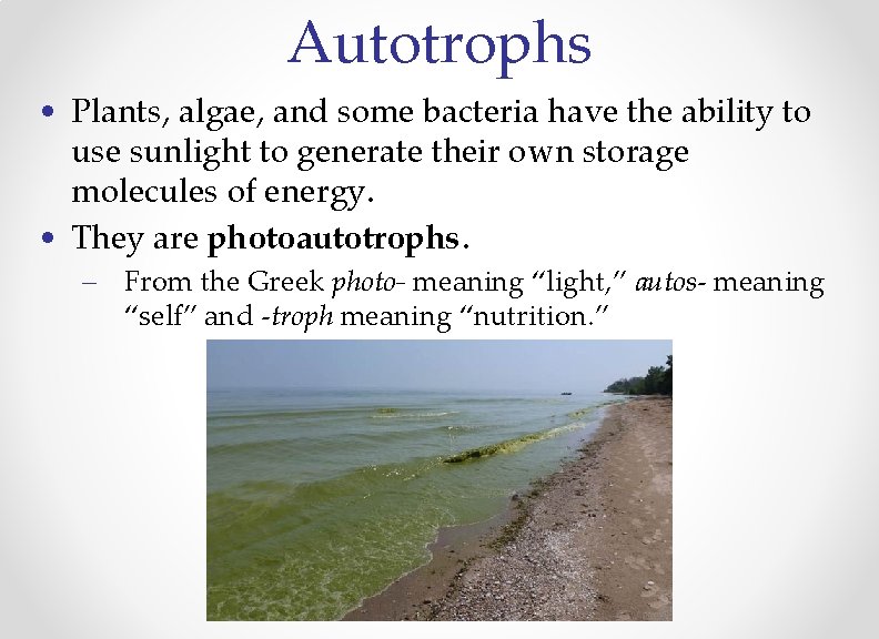 Autotrophs • Plants, algae, and some bacteria have the ability to use sunlight to