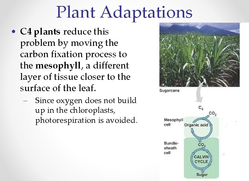 Plant Adaptations • C 4 plants reduce this problem by moving the carbon fixation