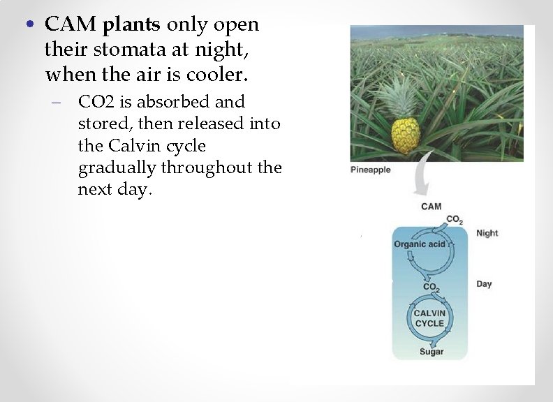  • CAM plants only open their stomata at night, when the air is