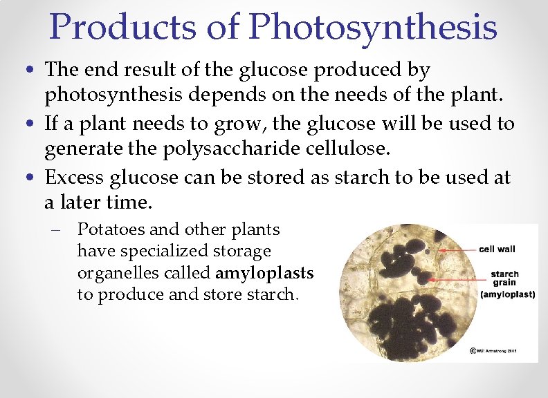 Products of Photosynthesis • The end result of the glucose produced by photosynthesis depends