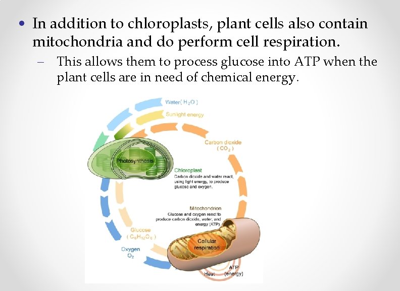  • In addition to chloroplasts, plant cells also contain mitochondria and do perform