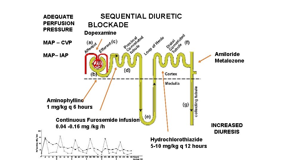 ADEQUATE PERFUSION PRESSURE SEQUENTIAL DIURETIC BLOCKADE Dopexamine MAP – CVP Amiloride Metalozone MAP– IAP