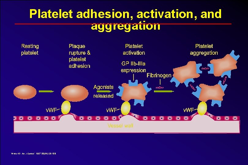 Platelet adhesion, activation, and aggregation White HD. Am J Cardiol. 1997; 80(4 A): 2