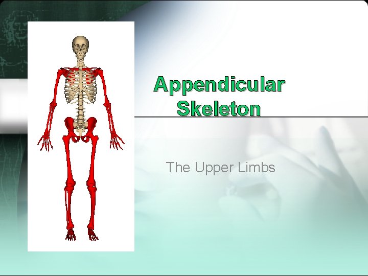 Appendicular Skeleton The Upper Limbs 