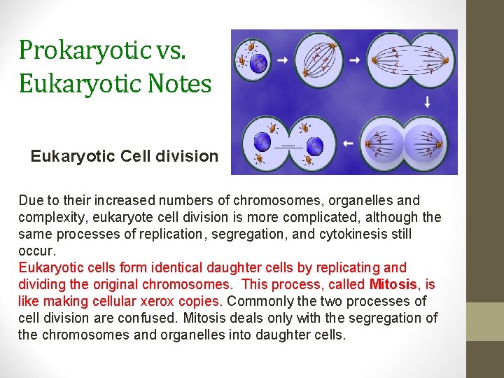 Prokaryotic vs. Eukaryotic Notes Eukaryotic Cell division Due to their increased numbers of chromosomes,