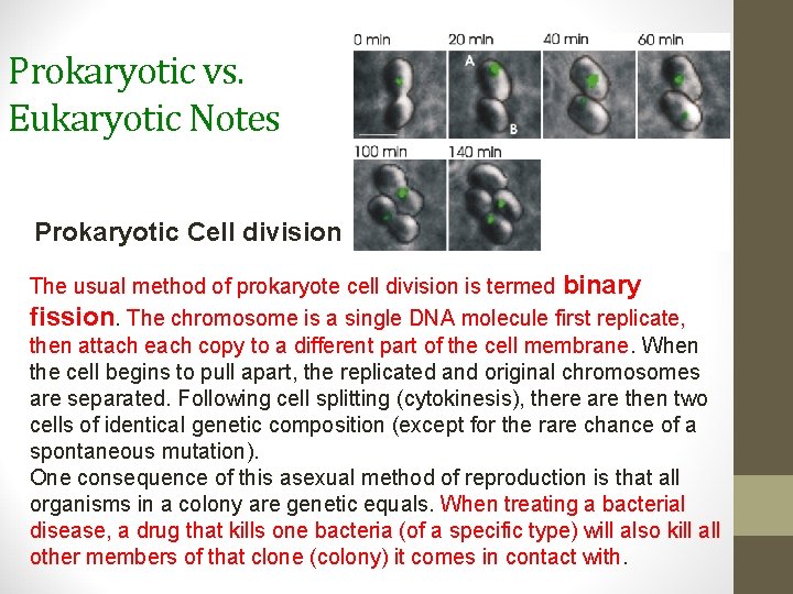 Prokaryotic vs. Eukaryotic Notes Prokaryotic Cell division The usual method of prokaryote cell division