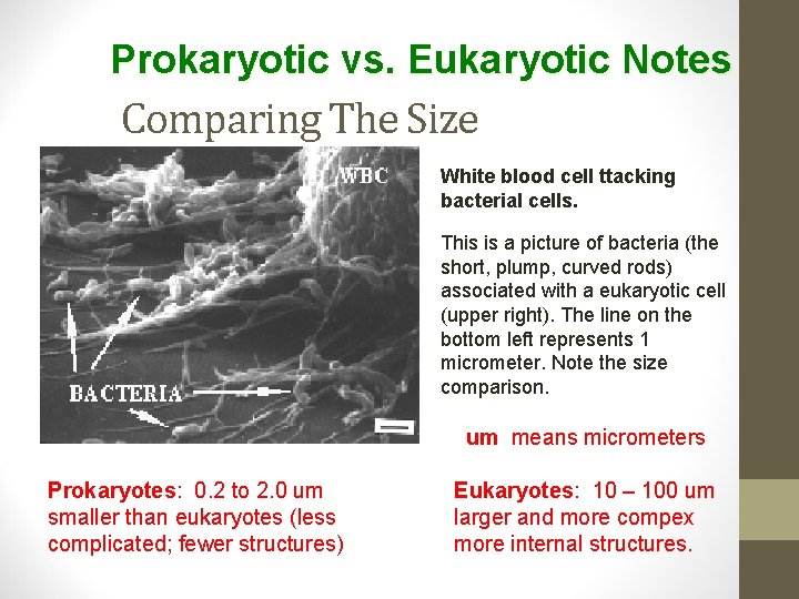 Prokaryotic vs. Eukaryotic Notes Comparing The Size White blood cell ttacking bacterial cells. This