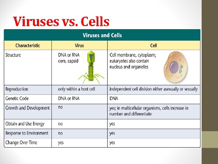 Viruses vs. Cells 