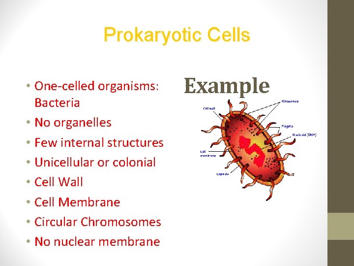 Prokaryotic Cells • One-celled organisms: Bacteria • No organelles • Few internal structures •