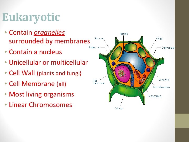 Eukaryotic • Contain organelles surrounded by membranes • Contain a nucleus • Unicellular or