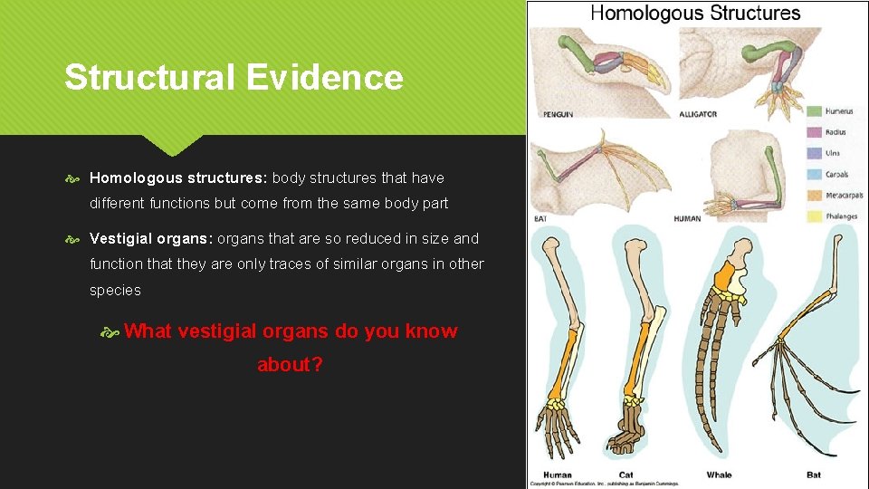 Structural Evidence Homologous structures: body structures that have different functions but come from the