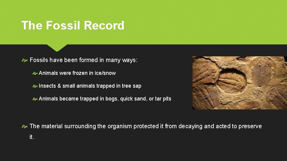 The Fossil Record Fossils have been formed in many ways: Animals were frozen in