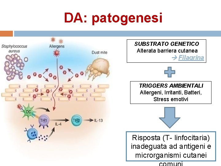 DA: patogenesi SUBSTRATO GENETICO Alterata barriera cutanea Filagrina TRIGGERS AMBIENTALI Allergeni, Irritanti, Batteri, Stress