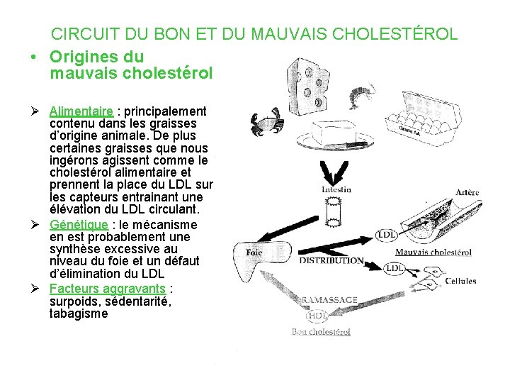 CIRCUIT DU BON ET DU MAUVAIS CHOLESTÉROL • Origines du mauvais cholestérol Ø Alimentaire