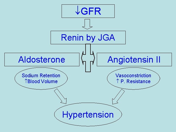  GFR Renin by JGA Aldosterone Angiotensin II Sodium Retention Blood Volume Vasoconstriction P.