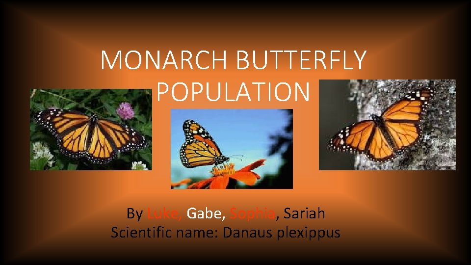 MONARCH BUTTERFLY POPULATION By Luke, Gabe, Sophia, Sariah Scientific name: Danaus plexippus 