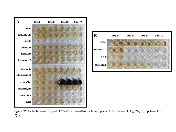 A Conc. III Conc. IV control nourseothricin zeocin ampicillin B Conc. III Conc. IV