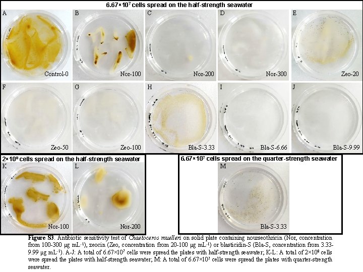 A B Control-0 F 6. 67× 107 cells spread on the half-strength seawater C