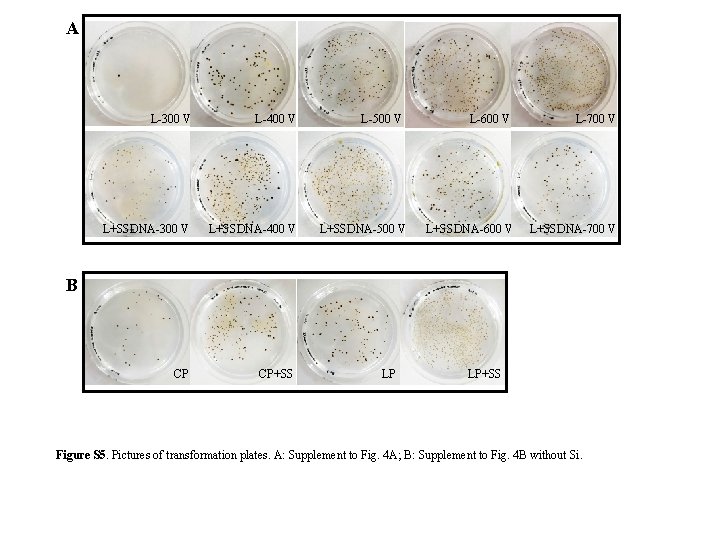 A L-300 V L-400 V L+SSDNA-300 V L+SSDNA-400 V CP CP+SS L-500 V L+SSDNA-500