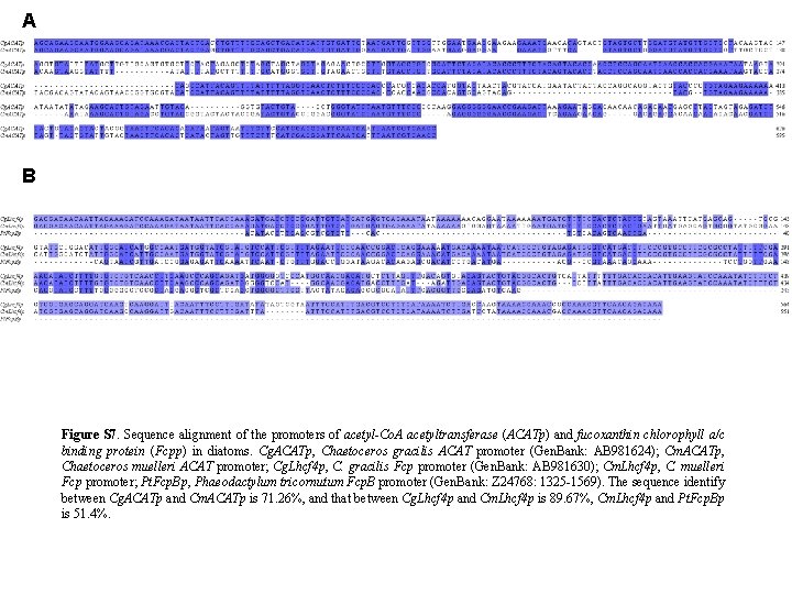 A B Figure S 7. Sequence alignment of the promoters of acetyl-Co. A acetyltransferase