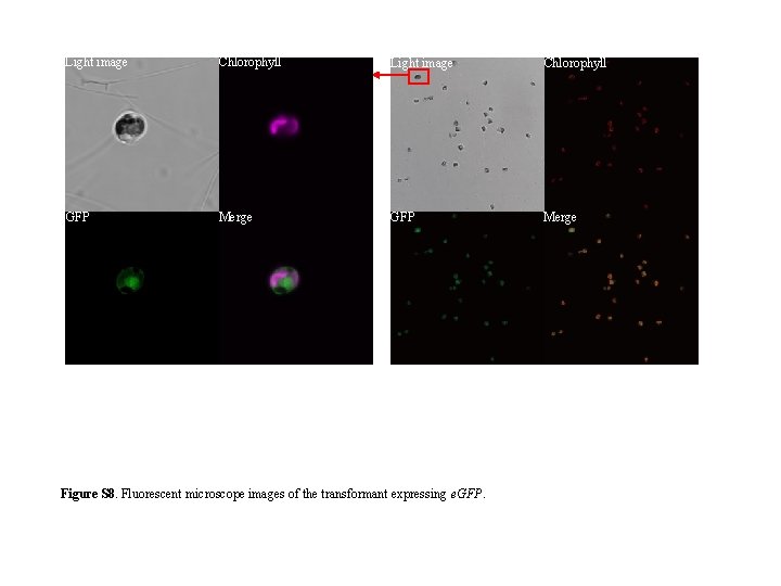 Light image Chlorophyll GFP Merge Figure S 8. Fluorescent microscope images of the transformant
