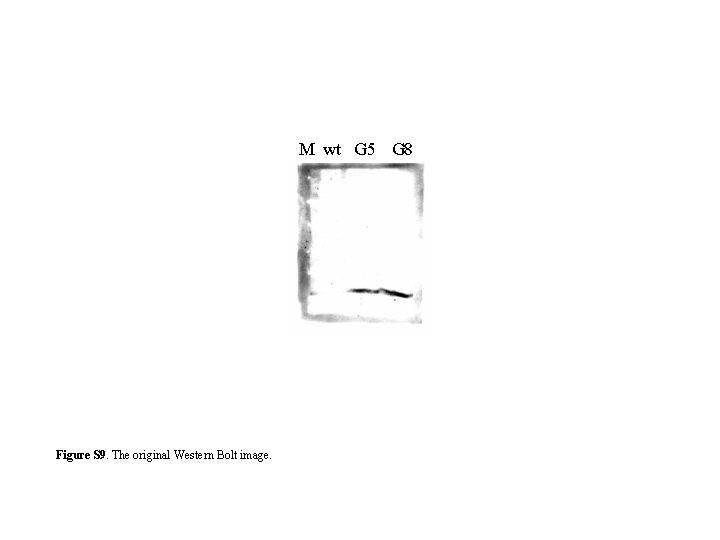 M wt G 5 G 8 Figure S 9. The original Western Bolt image.