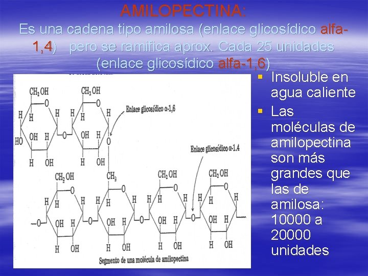 AMILOPECTINA: Es una cadena tipo amilosa (enlace glicosídico alfa 1, 4) pero se ramifica