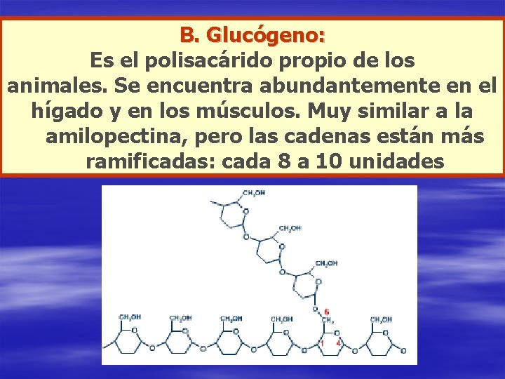 B. Glucógeno: Es el polisacárido propio de los animales. Se encuentra abundantemente en el