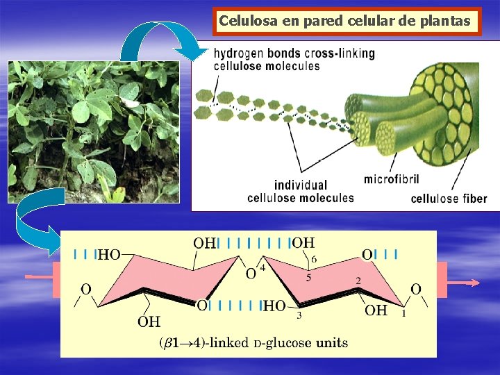 Celulosa en pared celular de plantas 
