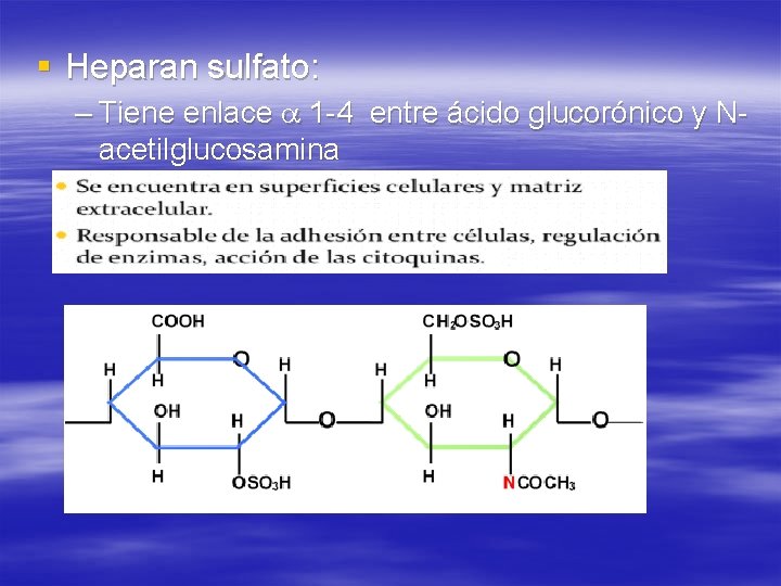 § Heparan sulfato: – Tiene enlace 1 -4 entre ácido glucorónico y Nacetilglucosamina 