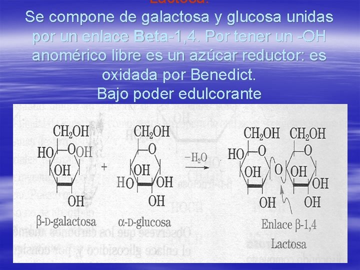 Lactosa: Se compone de galactosa y glucosa unidas por un enlace Beta-1, 4. Por