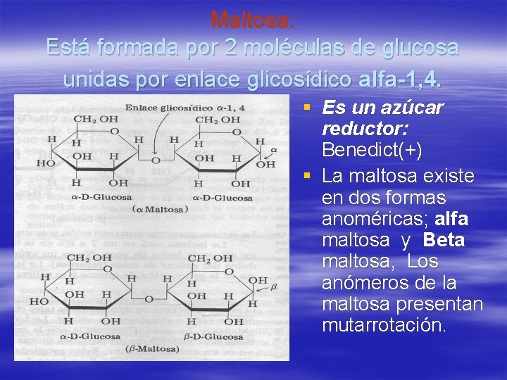 Maltosa: Está formada por 2 moléculas de glucosa unidas por enlace glicosídico alfa-1, 4.