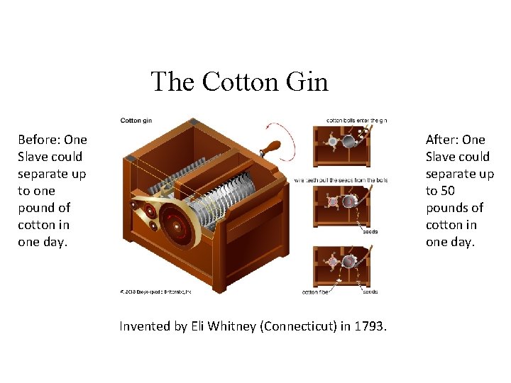 The Cotton Gin Before: One Slave could separate up to one pound of cotton The Cotton Gin Before: One Slave could separate up to one pound of cotton