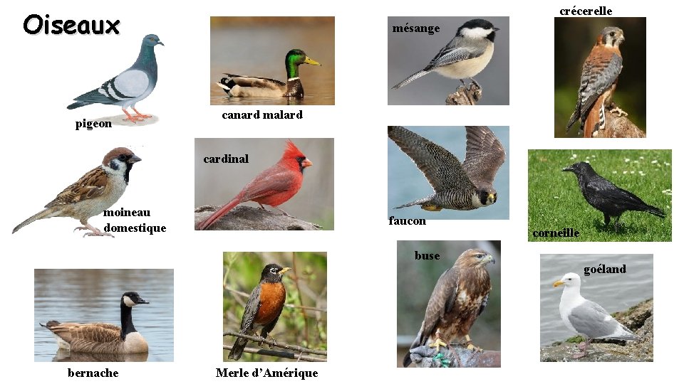 crécerelle Oiseaux pigeon mésange canard malard cardinal moineau domestique faucon buse bernache Merle d’Amérique