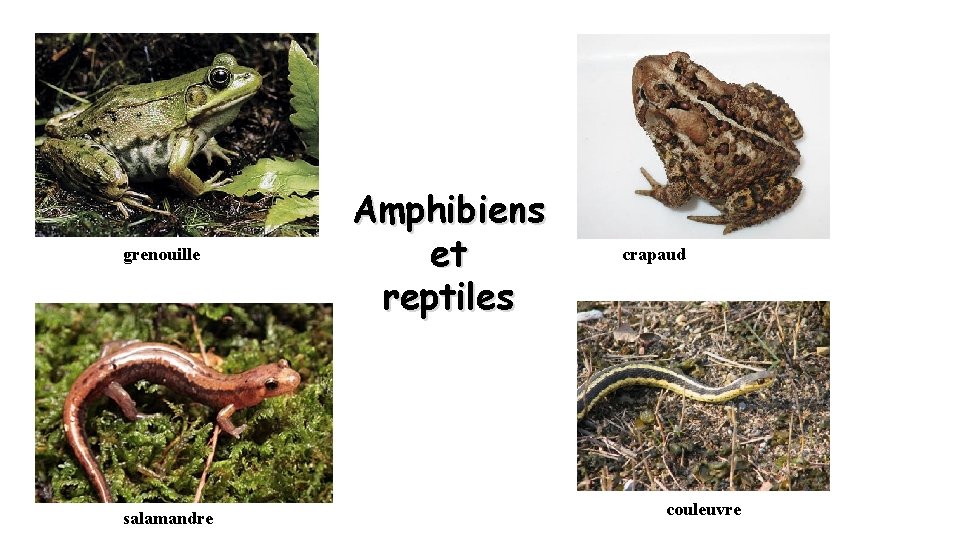 grenouille salamandre Amphibiens et reptiles crapaud couleuvre 