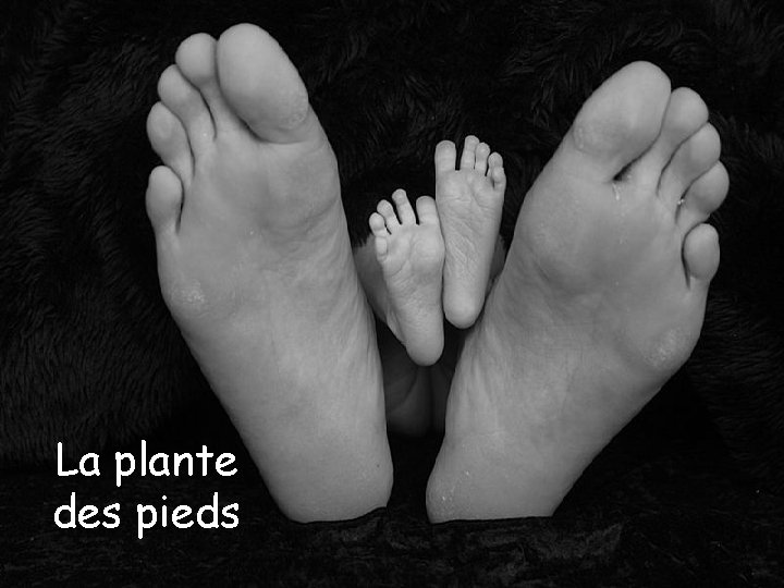 La plante des pieds 