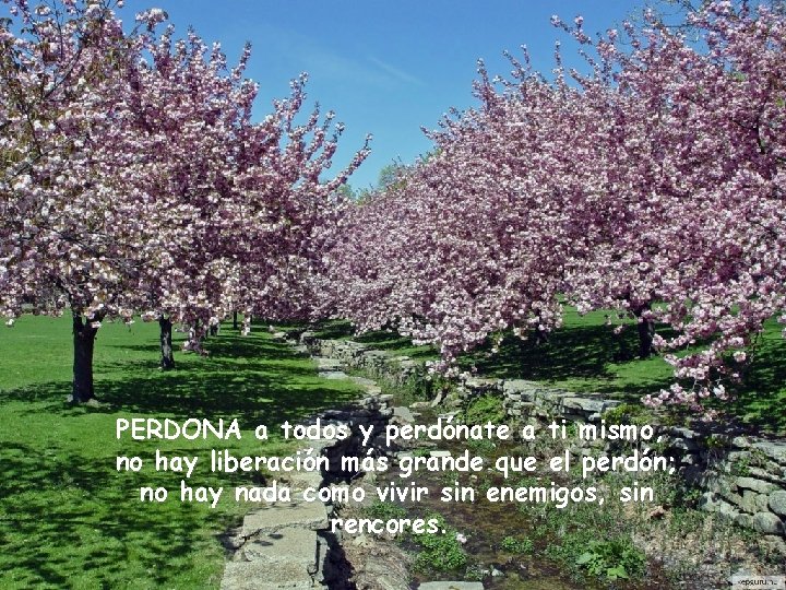 PERDONA a todos y perdónate a ti mismo, no hay liberación más grande que
