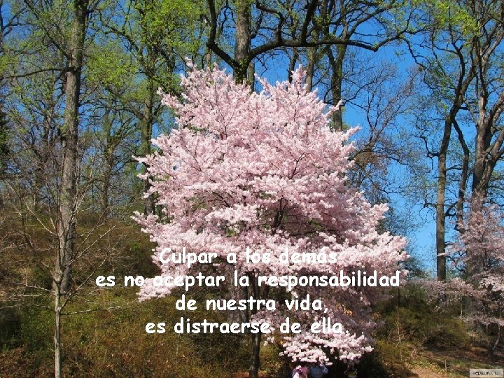 Culpar a los demás es no aceptar la responsabilidad de nuestra vida, es distraerse