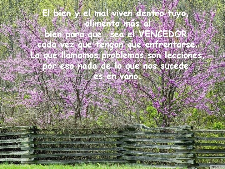 El bien y el mal viven dentro tuyo, alimenta más al bien para que