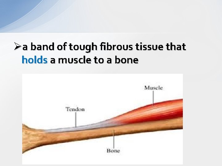 Øa band of tough fibrous tissue that holds a muscle to a bone 