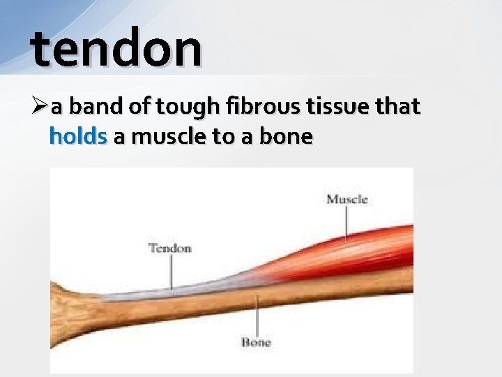 tendon Øa band of tough fibrous tissue that holds a muscle to a bone